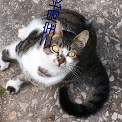三宝(寶)局长小(小)说