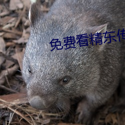 免费(費)看(看)精(精)东传(傳)媒在(在)线观影(影)