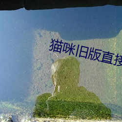 猫咪旧版直接进入