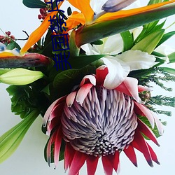 美国禁片仑乱芭(bā)芭拉在线(xiàn)观看
