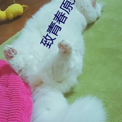 致青(qīng)春原来你还在这里结局