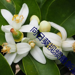 向日葵視頻最新章節