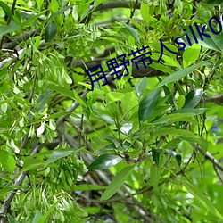 月(月)野带(帶)人silk005在线(線)观