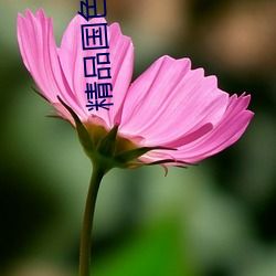 精品国色天香卡一卡二卓越
