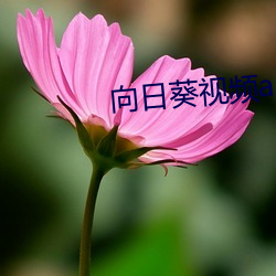 向日葵视频app下载网站免 （牛顿）
