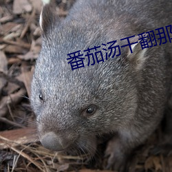 番茄(茄)汤干(幹)翻(翻)那(那)些霸总(總)们百度网盘
