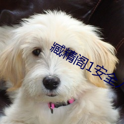 臧精阁1安(ān)全入口