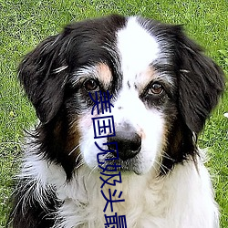 美國見㚫頭最多的走秀圖片