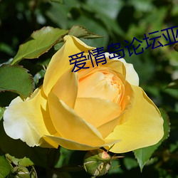愛情島論壇亞洲綜合精品在線觀看