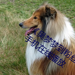 《吳夢夢到粉絲家裏實戰第二在線》高清手機在線播放