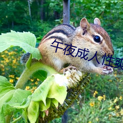 午(wǔ)夜成人性爽(shuǎng)爽免费视频