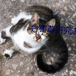 含害草研究满十八进入在线