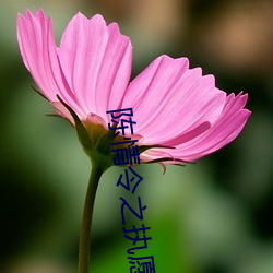 陈(chén)情令之执愿