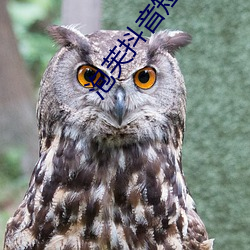 泡芙抖音短視頻app下載