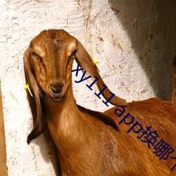 xy111 app换(換)哪(哪)个了