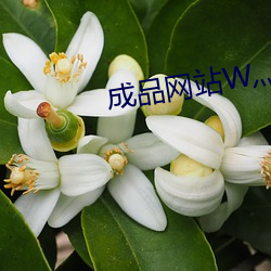 成品網站w灬源碼1688遊戲