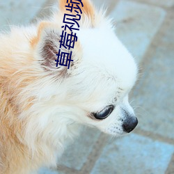 草莓视(視)频秋葵视频在线观看