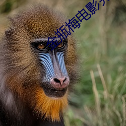 金瓶梅电影完整(zhěng)版