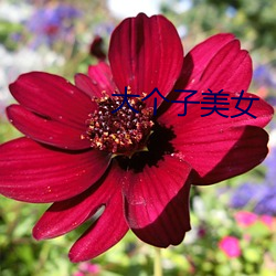 大个(個)子(子)美(美)女