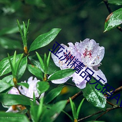 亞洲精品無碼av一區二區