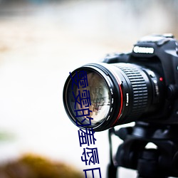 雯雯的羞辱日记全文阅读