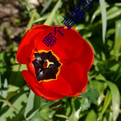 哪个直播平台有东西看