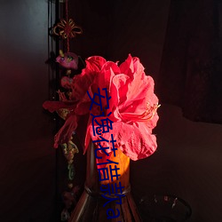 安逸花借款app下载安装