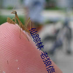 仙(xiān)踪(zōng)林 老狼信息