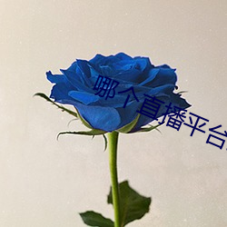 哪个直播平台最擦边