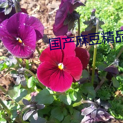 国产麻豆精品hdvideos