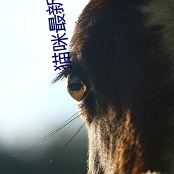 猫咪最新永久免费版2022