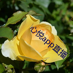 心悦app直(直)播