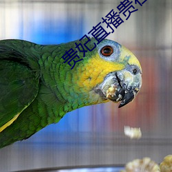 贵妃(妃)直播贵在(在)深夜妃你(你)莫属