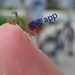 爱夜app