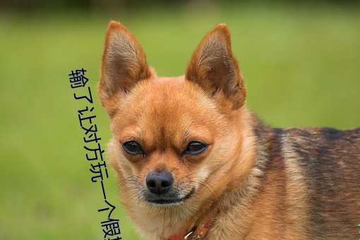 输了让对方玩一个假期