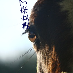 美女来了视频观看