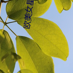 歐美女星排行榜