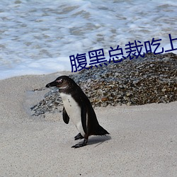 腹(腹)黑(黑)总裁吃(吃)上瘾