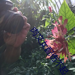 肉文女配傷不起