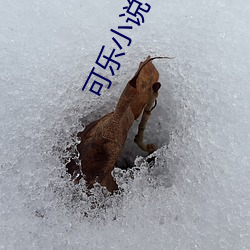 可樂小說