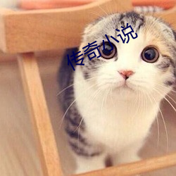 传奇小(小)说