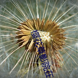 樱花草影院在线视(視)频韩国