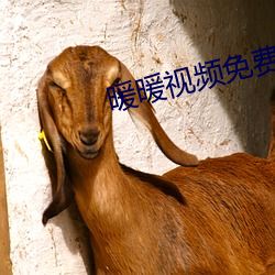 暖暖视频免费高清最新期