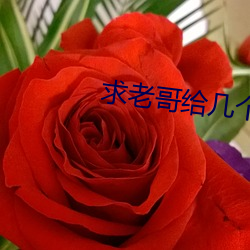 求老哥给几个靠谱的网站