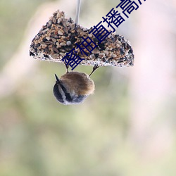 蜜柚直播高清在线观看