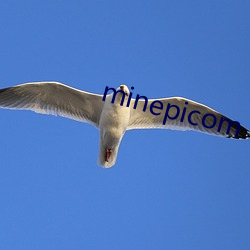 minepicom