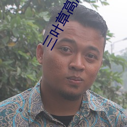 三葉草高清完整版在線觀看