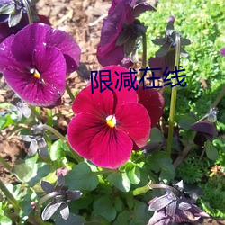 限减(減)在线(線)