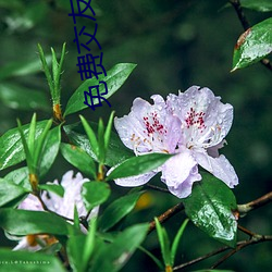 免费交友软(軟)件什么最(最)好(好)