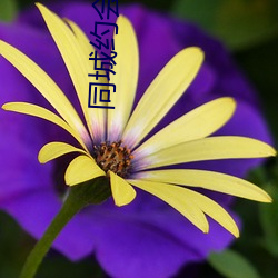 同城约会(會)交友(友)哪个app好用